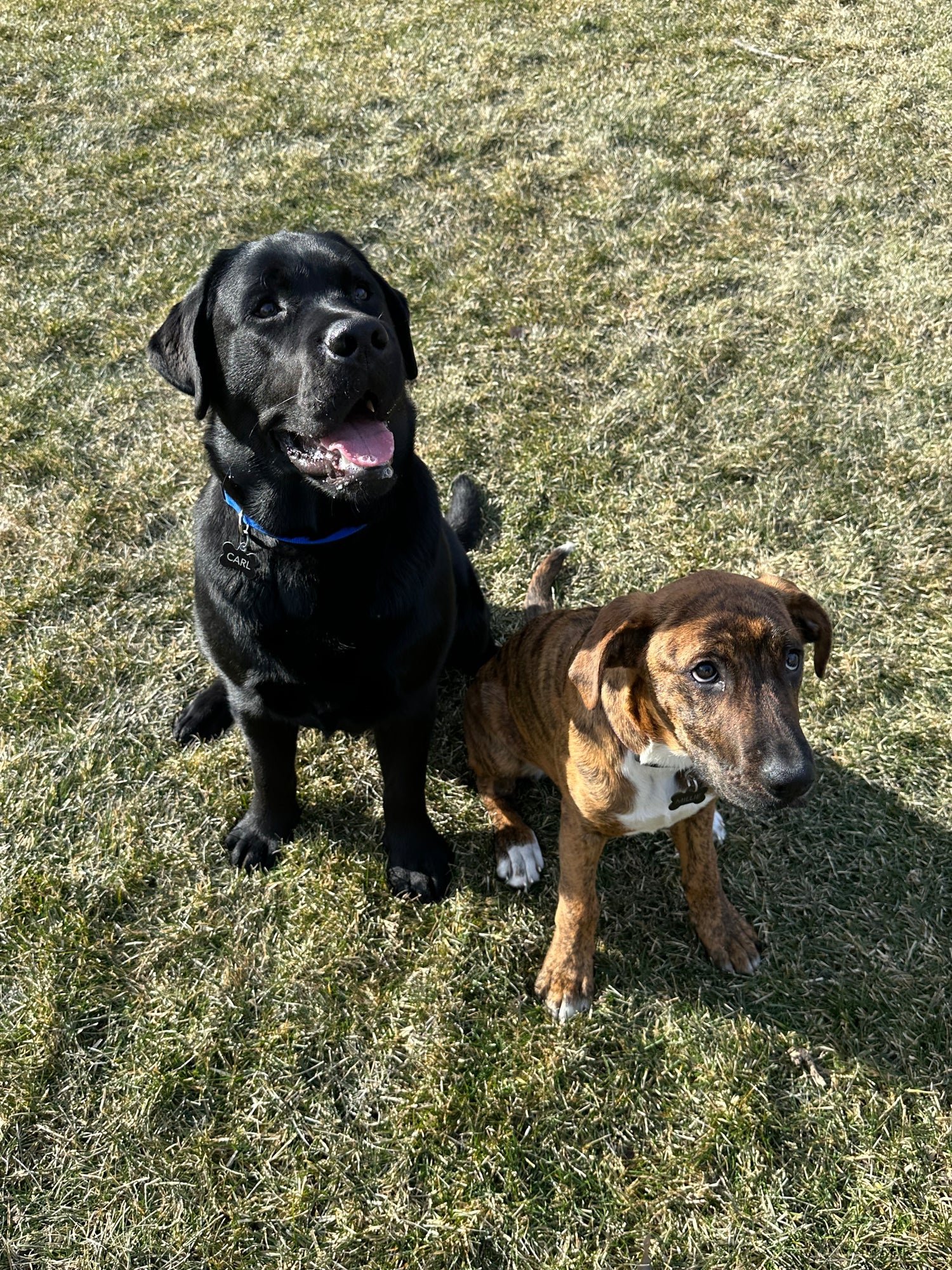 Carl (left) and Millie (right)